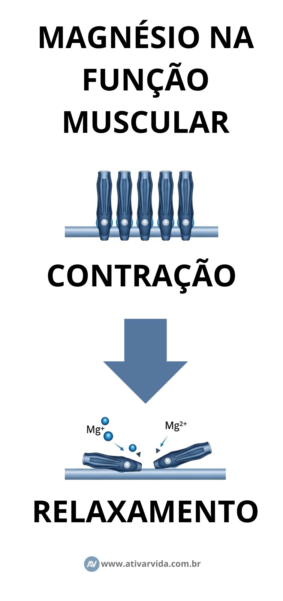 Infográfico explicando o papel do magnésio na função muscular